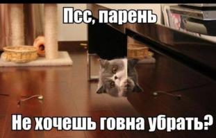 Кошачьи демотиваторы