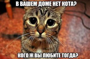 Кот лучший друг альпиниста. 