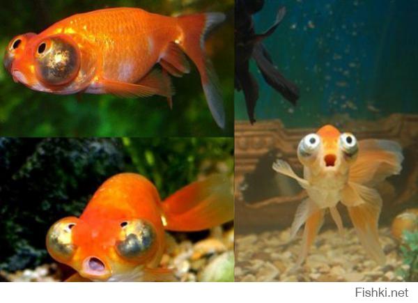 10 необычных аквариумных рыб 