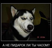 12 необычных гибридов животных 