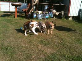 Смешные мысли собак, которым чуждо человеческое веселье