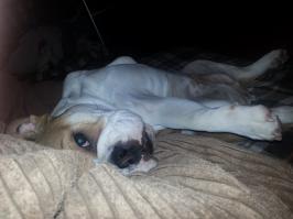 Животные, которые думают, что они секси