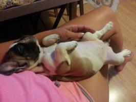 10 животных, которые могут спать где угодно и как угодно