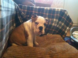 17 потрясающе милых собачек в морщинках