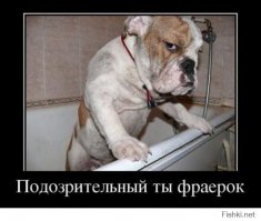 20 уморительных снимков, которые доказывают, что «животные» и «вода» - понятия несовместимые!