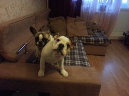 75 очаровательных щенков бульдога, которые растопят ваши сердца