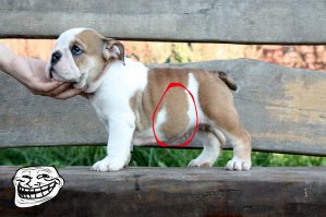 75 очаровательных щенков бульдога, которые растопят ваши сердца