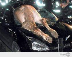  Водитель технично уложил корову в багажник