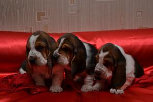 А тут все три мушкетера: