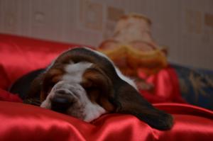 Наш кросавчег