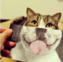 Милые и забавные тоже любят пятницу!