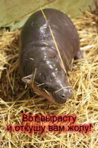 Знакомьтесь, это новорожденный бегемотик