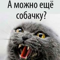 Страшнее кошки зверя нет