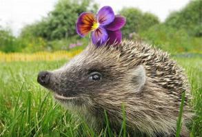 Без рукавичек лучше не трогать, дело даже не в колючках, еж кусака страшный, к тому же переносчик бешенства.