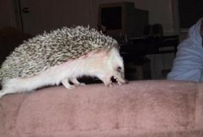 Без рукавичек лучше не трогать, дело даже не в колючках, еж кусака страшный, к тому же переносчик бешенства.