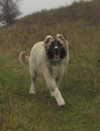 Без собак и жизнь не та!