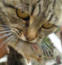 Еда напала на Кота