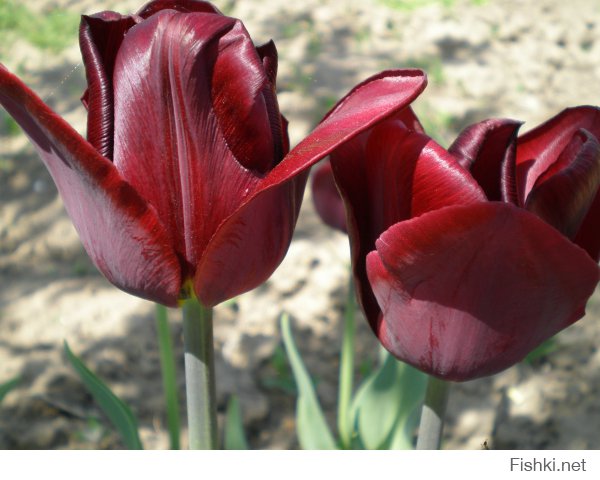 Удивительно прекрасные коричнивые  цветы