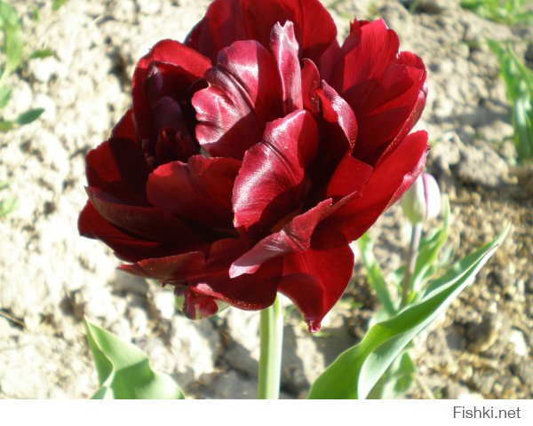 Удивительно прекрасные коричнивые  цветы