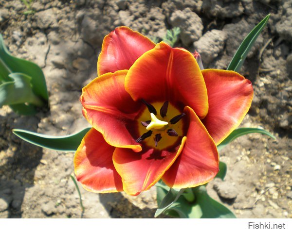 Удивительно прекрасные коричнивые  цветы