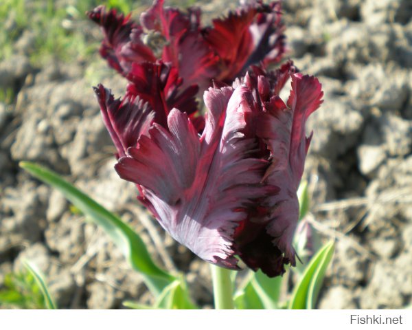 Удивительно прекрасные коричнивые  цветы