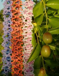 Вот на фото с бисером нашла зизифус или унаби, он же китайский финик.