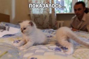 Показалось 