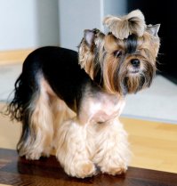 Я моя всегда щенок. 
Марго, 10 лет.