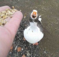 31 улыбка от зверушек, которые сделали нас счастливее в 2014 году