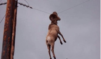 В Курбан-байрам бараны прятались как могли)))