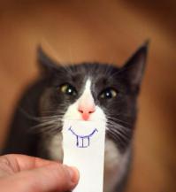 Фишкина солянка за 26.05.2014 