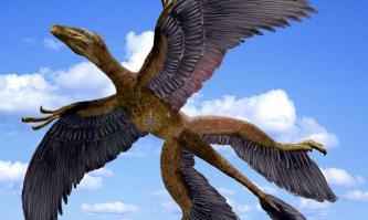 Последствия столкновения птицы и самолета