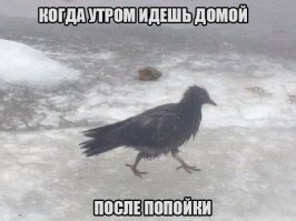  20 животных, в которых каждый узнает себя  