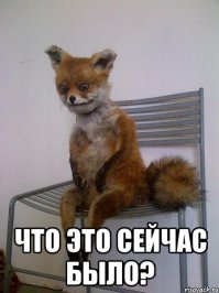 Как не стоит вести себя с котом 