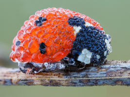 А я в этой картинке увидел бутер с красной и черной икрой: