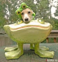  Собаки в смешных костюмах