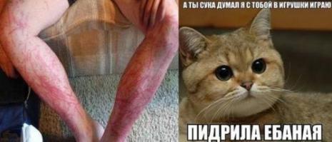  Просто у кота личный водитель