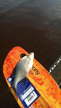 Если честно не увидел особо ужасных снимков! Да есть парочка странных, но в основном это снимки:
1. С мест разлива нефтепродуктов
2. болотца и лужи, но никак не реки
3. рыба погибшая в сетях
4. Реки которые зацвели - не катастрофа.

Сегодня в Перми наконец началось лето, с понедельника пошла жара...наша река Кама ЗАЦВЕЛА за 3 дня, моментом просто, поверхность реки в иле, запах как у болота, рыба в шоке, кругом сарога и подлещики плавают спинами вверх.

Вот снимок, сегодня утром на каяке плавал просто офигевал: