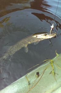 В прошлое лето эта мелочь замучала, щук нормальных нет  Хоть ловить их весело и на том спасибо :-)