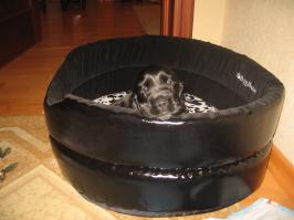  9 вещей о собаках, которые вы могли не знать