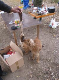  9 вещей о собаках, которые вы могли не знать