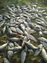 Это на спиннинг