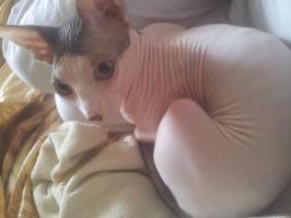 Няшки. У вас донские? У мну канадский)))