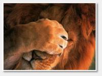 Царь-кошки. Самые большие коты в мире