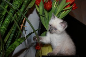 Выставляем фоточки своих домашних любимцев!!!