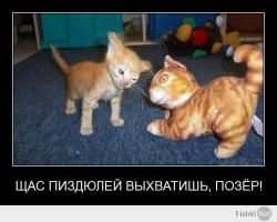 Злопамятный кот