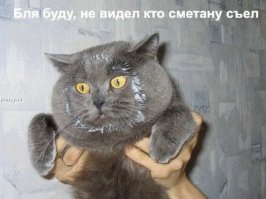 Без кота и жизнь не та!