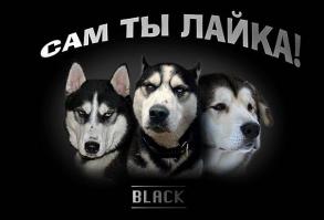 Хаски