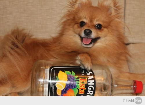 Фотографии наших животных