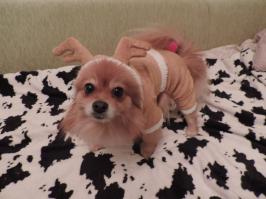 Собаки потерявшие доверие к своим владельцам 